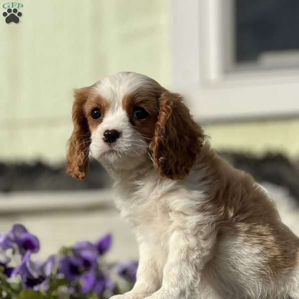 Reese, Cavalier King Charles Spaniel Puppy