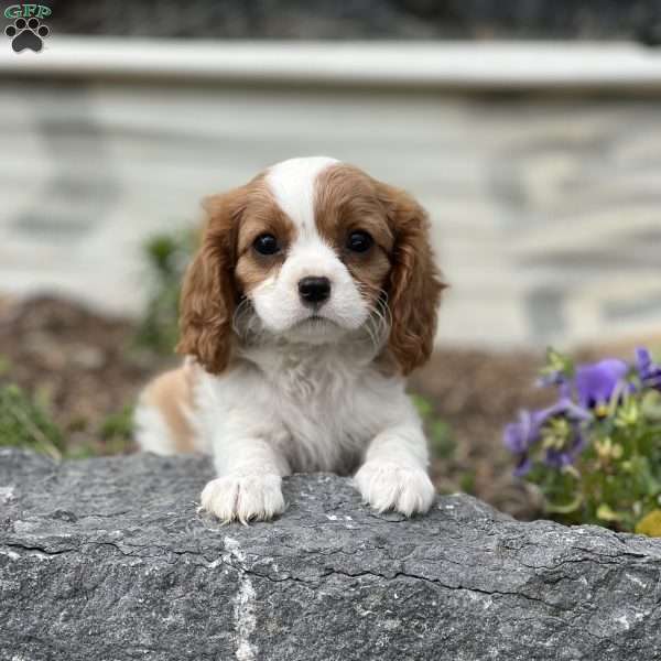 Raspberry, Cavalier King Charles Spaniel Puppy