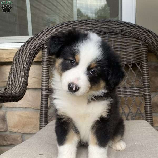 Tobbie, Australian Shepherd Puppy