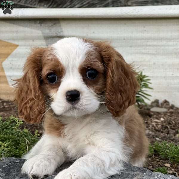 Ravi, Cavalier King Charles Spaniel Puppy