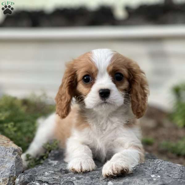 Rhys, Cavalier King Charles Spaniel Puppy