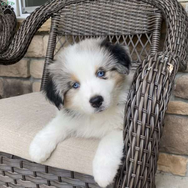 Mr. Melvin, Australian Shepherd Puppy