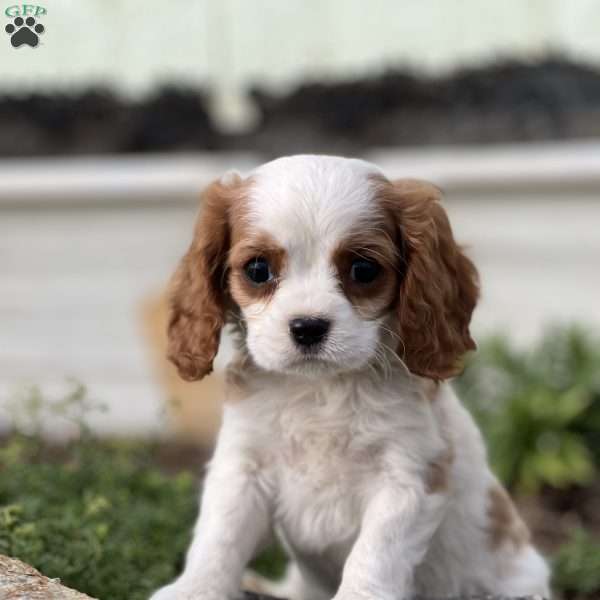 Rusty, Cavalier King Charles Spaniel Puppy