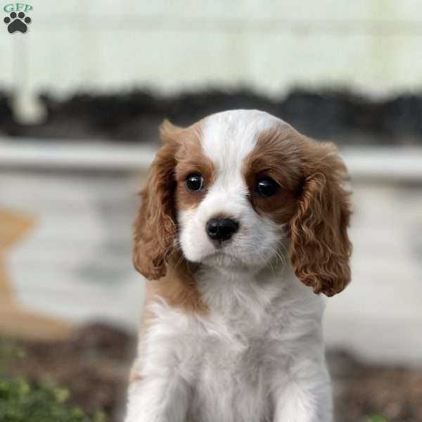 Ruffles, Cavalier King Charles Spaniel Puppy