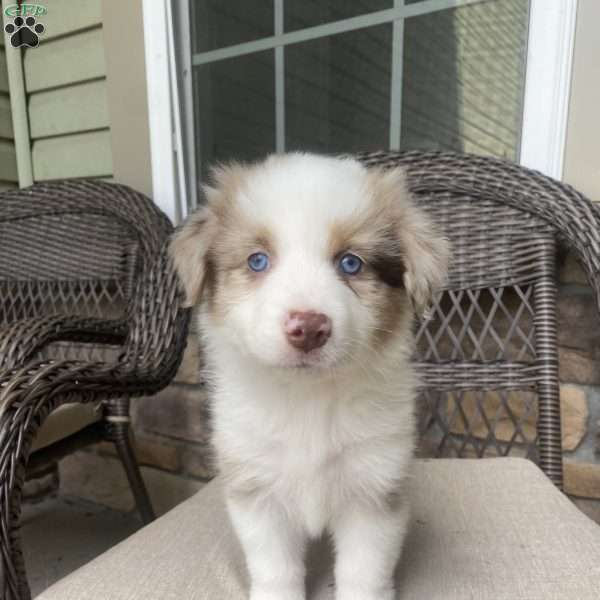 Scooter, Australian Shepherd Puppy