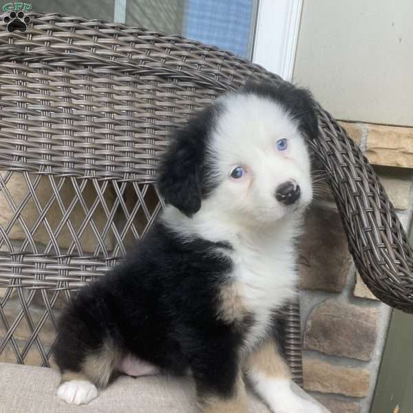 Tillie, Australian Shepherd Puppy