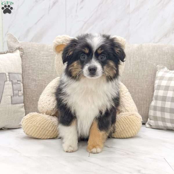 Everest, Toy Australian Shepherd Puppy