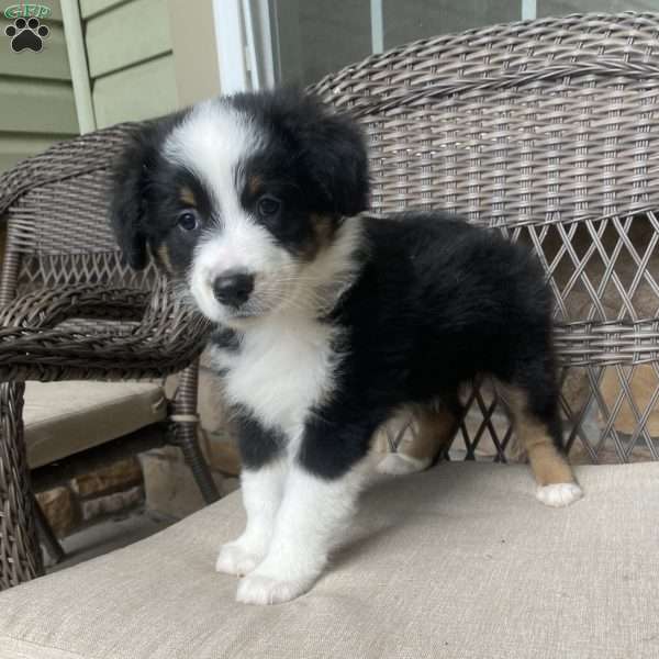 Tuesday, Australian Shepherd Puppy