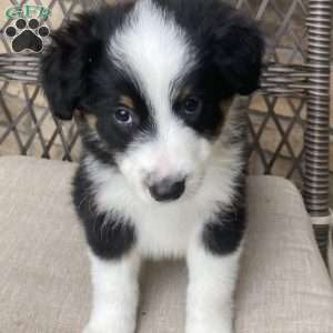 Tuesday, Australian Shepherd Puppy