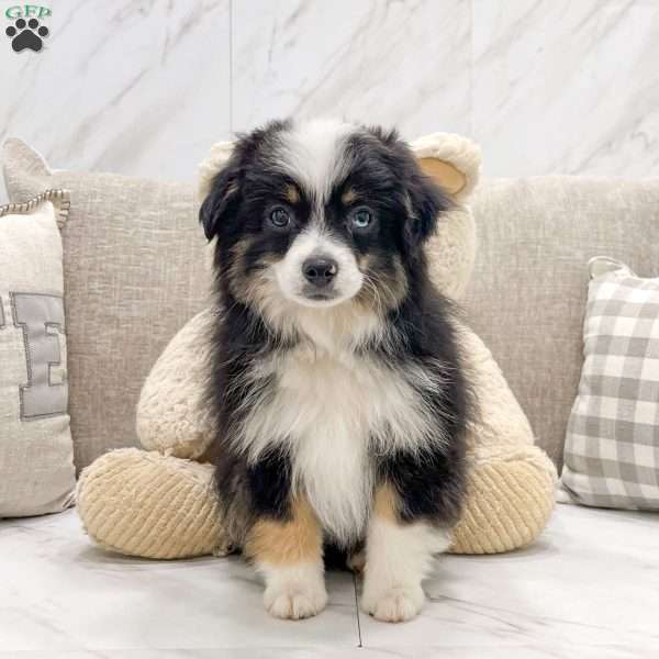 Chase, Toy Australian Shepherd Puppy