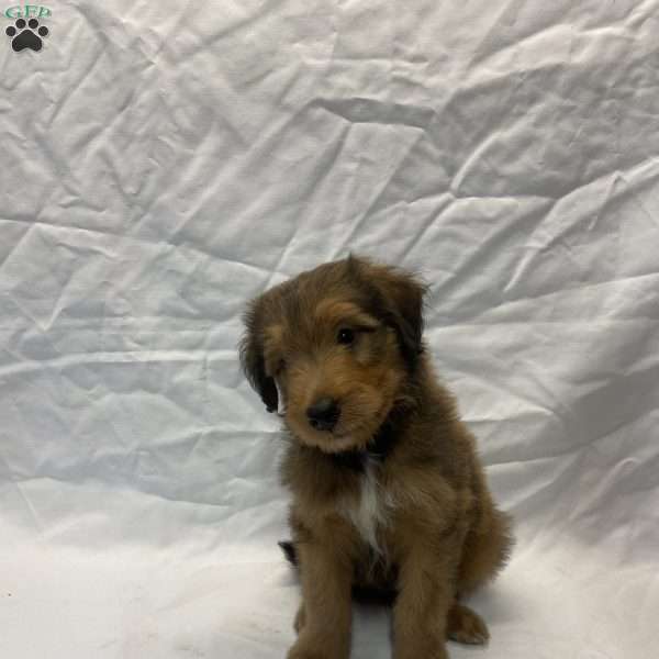 Calvin, Collie Mix Puppy