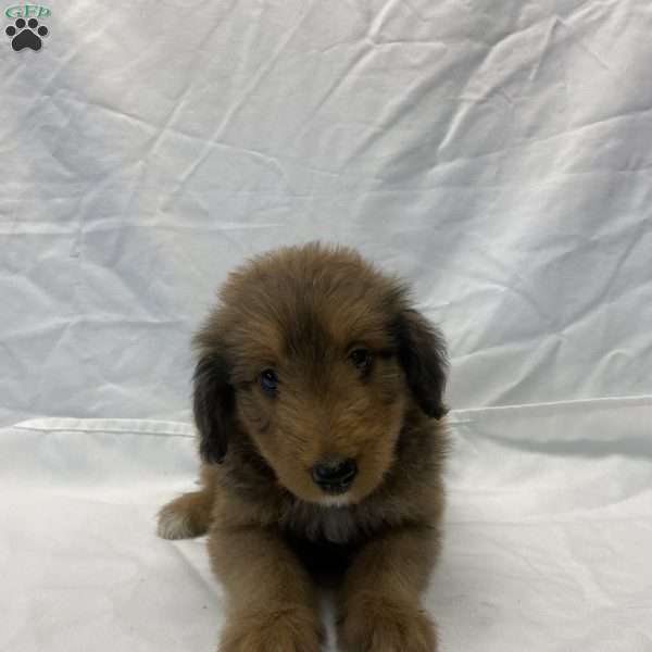 Camilla, Collie Mix Puppy