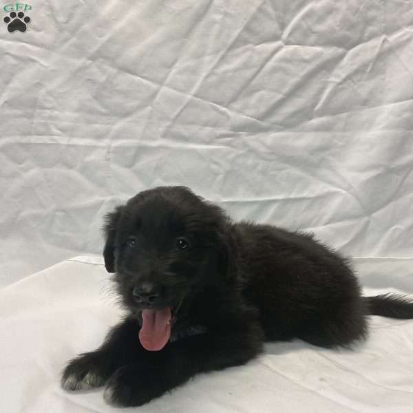 Clyde, Collie Mix Puppy