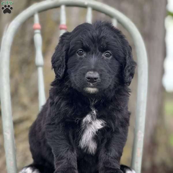 Lilo, Aussiedoodle Puppy