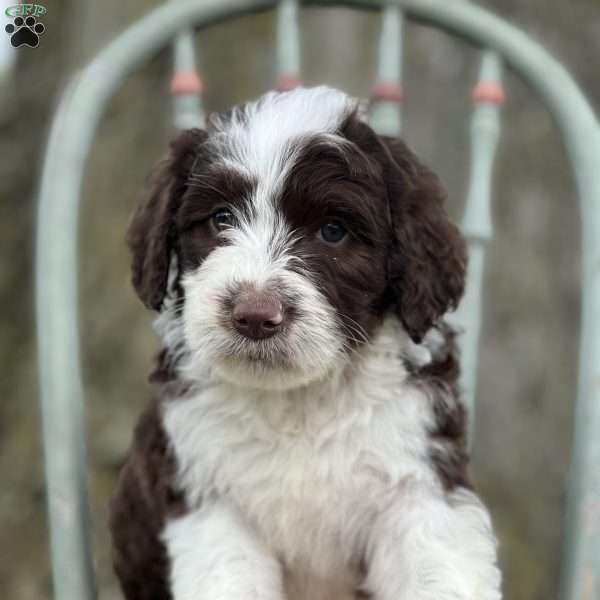 Lulu, Aussiedoodle Puppy