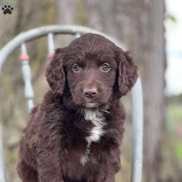 Laica, Aussiedoodle Puppy