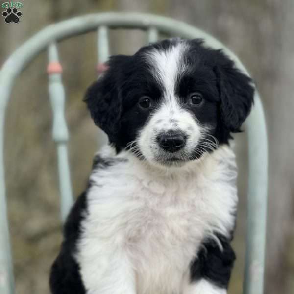 Lizzie, Aussiedoodle Puppy