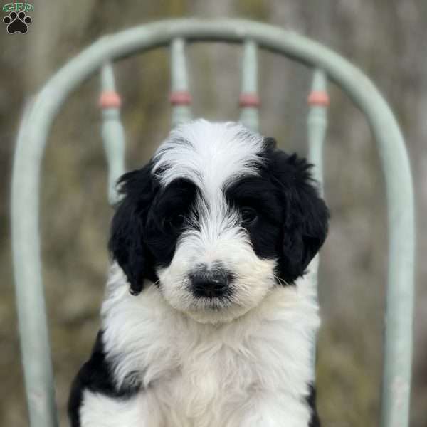 Layla, Aussiedoodle Puppy