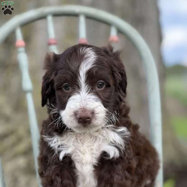 Loki, Aussiedoodle Puppy