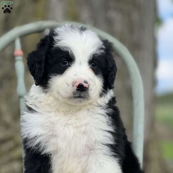 Luis, Aussiedoodle Puppy