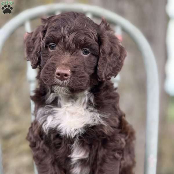 Lexi, Aussiedoodle Puppy