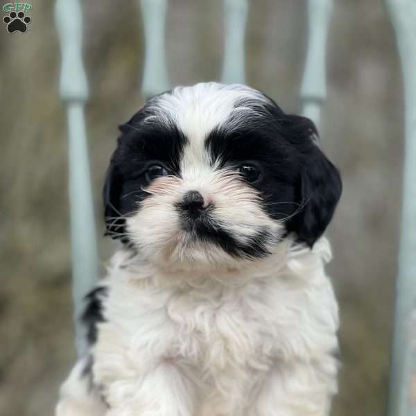 Raisin, Teddy Bear Puppy