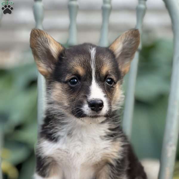 Cassie, Pembroke Welsh Corgi Puppy