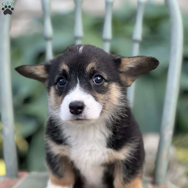 Nellie, Pembroke Welsh Corgi Puppy