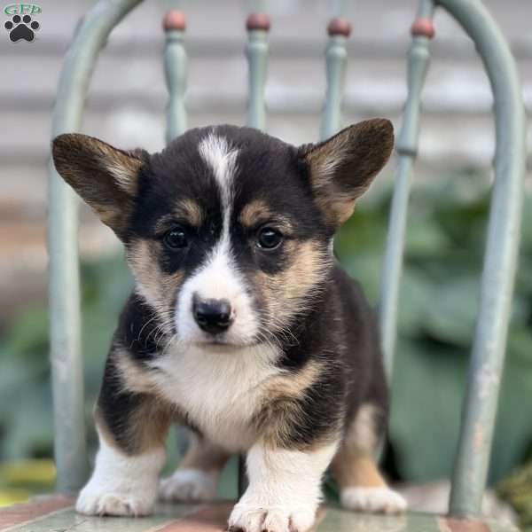 Ned, Pembroke Welsh Corgi Puppy