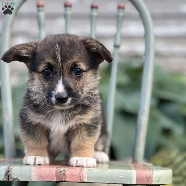 Nicky, Pembroke Welsh Corgi Puppy