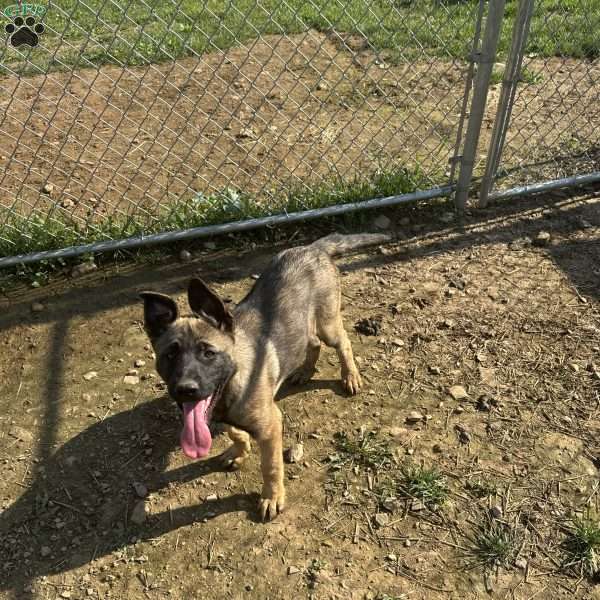 Rusty, Belgian Malinois Mix Puppy