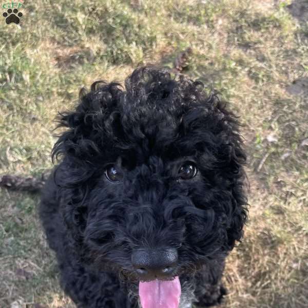 Evie, Springerdoodle Puppy