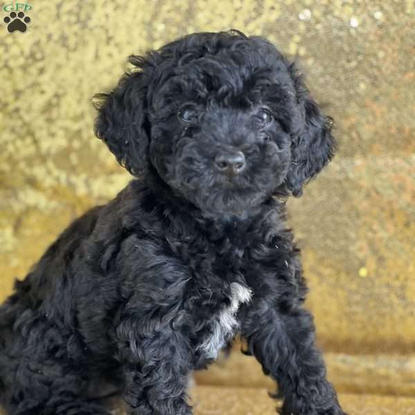 Sissy, Miniature Poodle Puppy