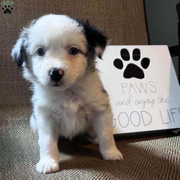 Riley, Toy Australian Shepherd Puppy