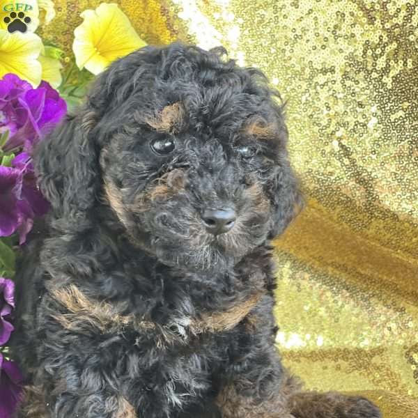 Skylar, Miniature Poodle Puppy