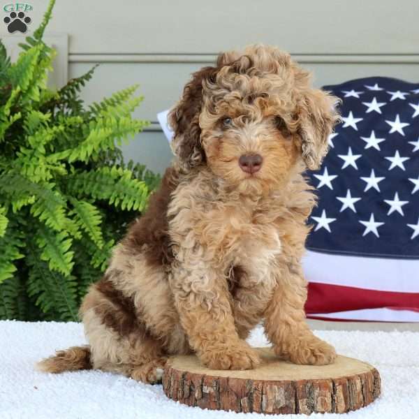 Gigi, Mini Bernedoodle Puppy