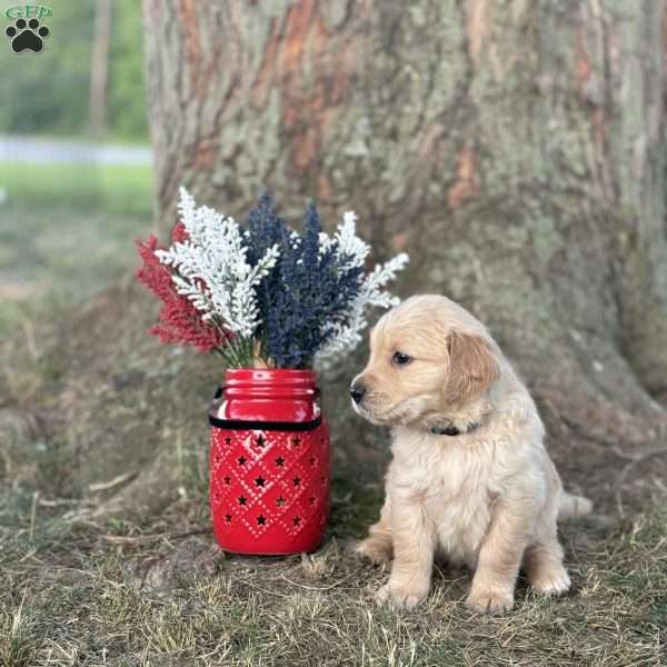 Morgan, Golden Retriever Puppy