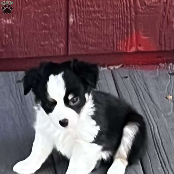 Lilli, Toy Australian Shepherd Puppy