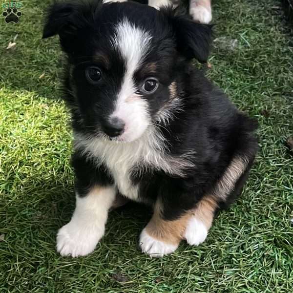 Val, Toy Australian Shepherd Puppy