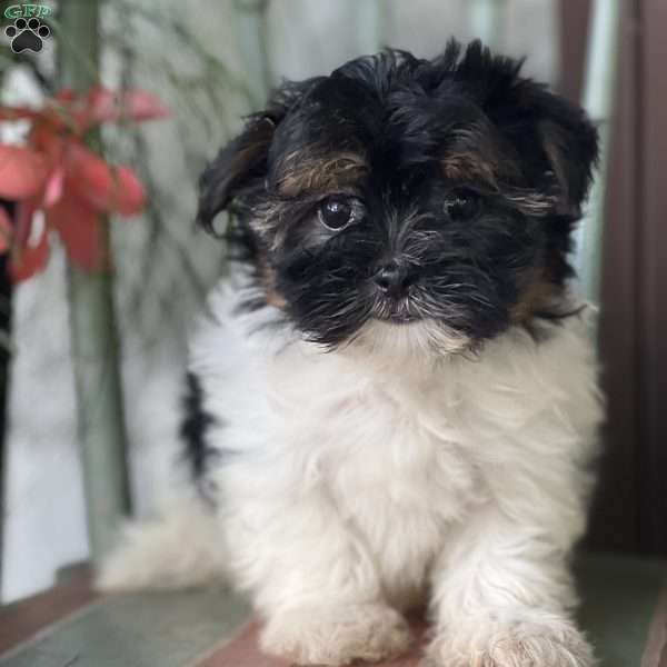 Cutie - Shorkie Puppy For Sale in New York