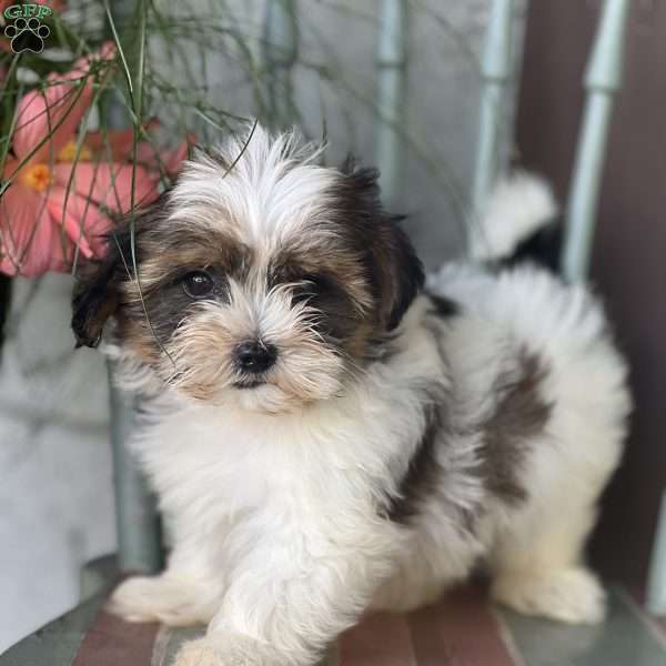 Clarence, Shorkie Puppy