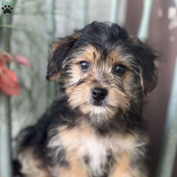 Chuck, Shorkie Puppy