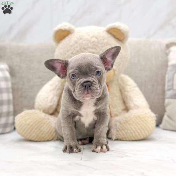 Pearl, Frenchton Puppy