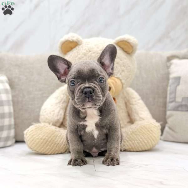 Asher, Frenchton Puppy