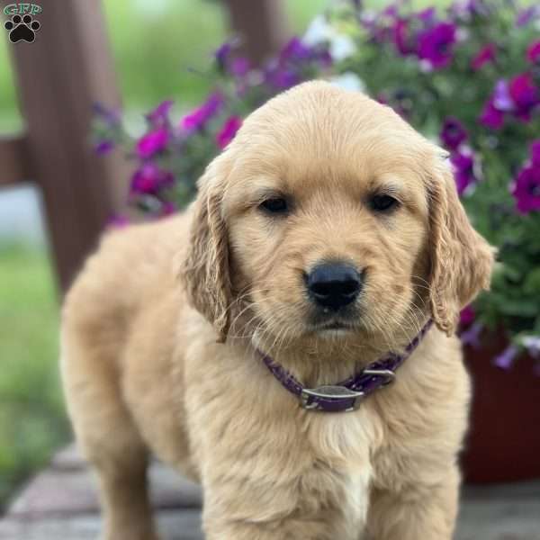 Seth, Golden Retriever Puppy