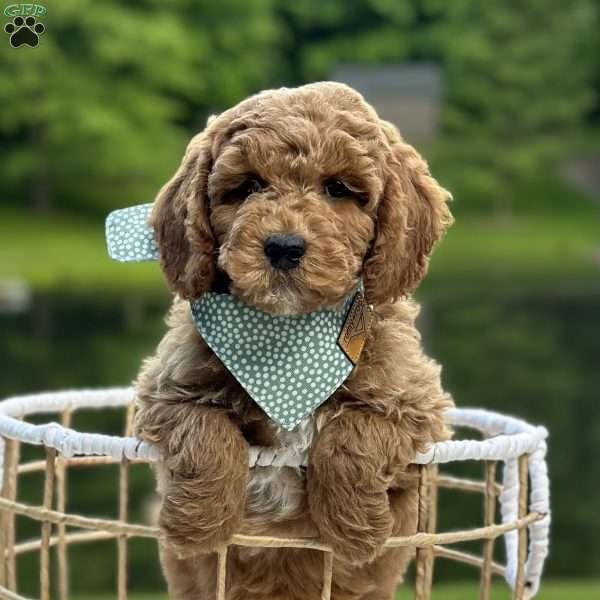 Canyon, Mini Goldendoodle Puppy