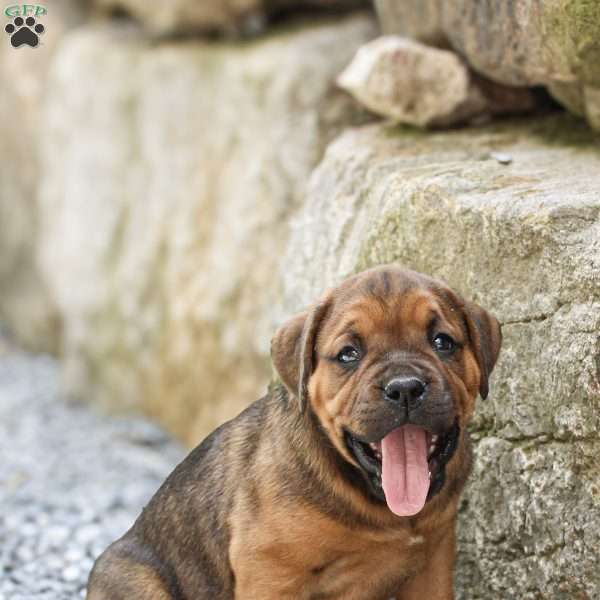 Buddy, Boxador Puppy