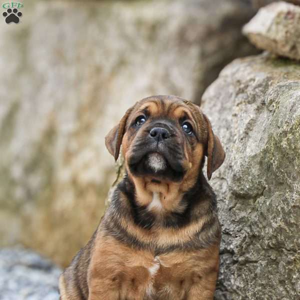 Bowen, Boxador Puppy