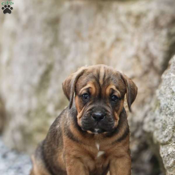 Baxter, Boxador Puppy