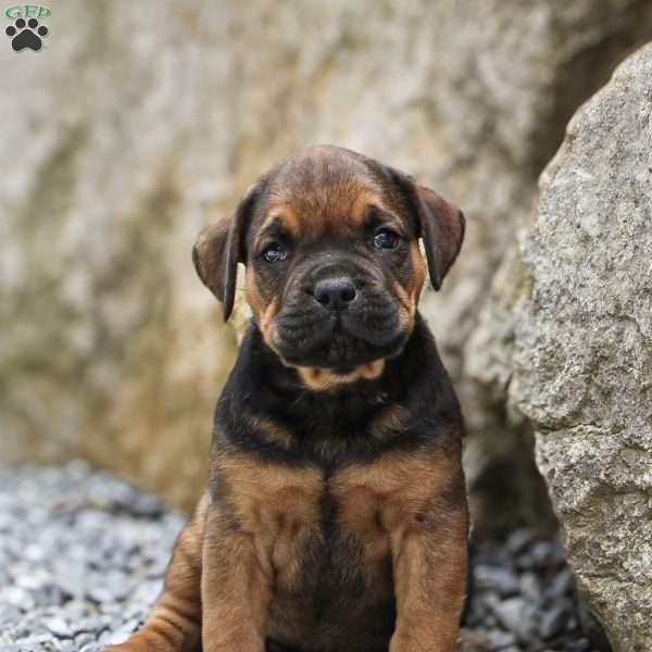 Bear, Boxador Puppy